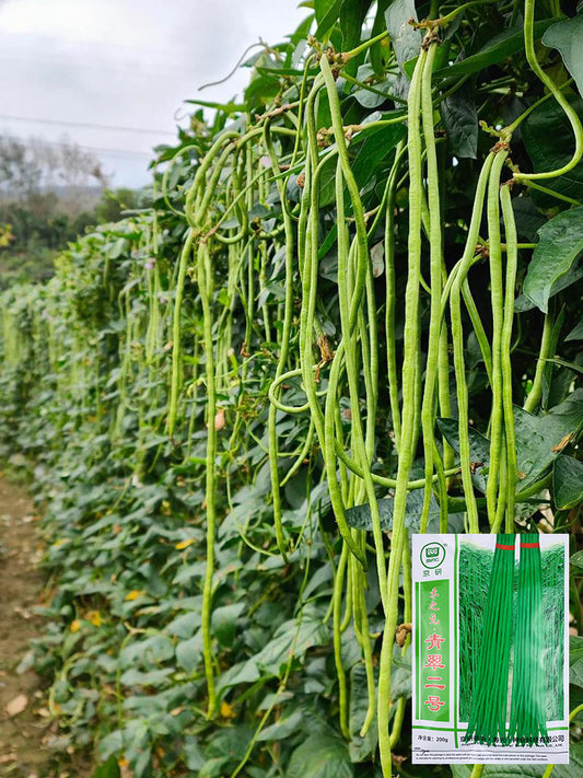 Qingcui No.2 Cowpea