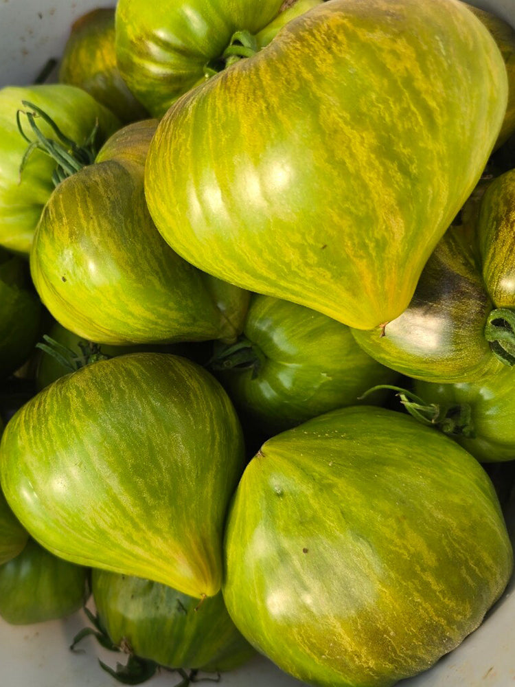1023 Aliris Golden Heart Tomato