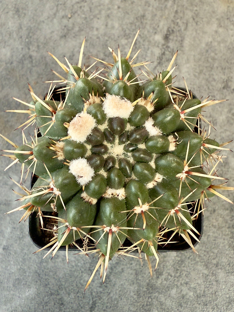 Parodia submammulosus