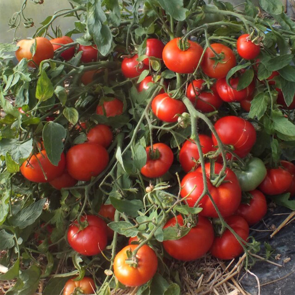 834 Mongolian Dwarf Tomato