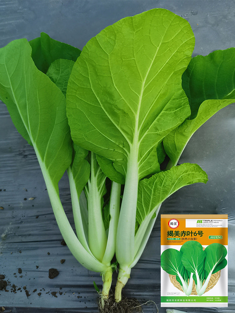 'Chiye No.6' Pak Choi