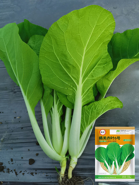 'Chiye No.6' Pak Choi
