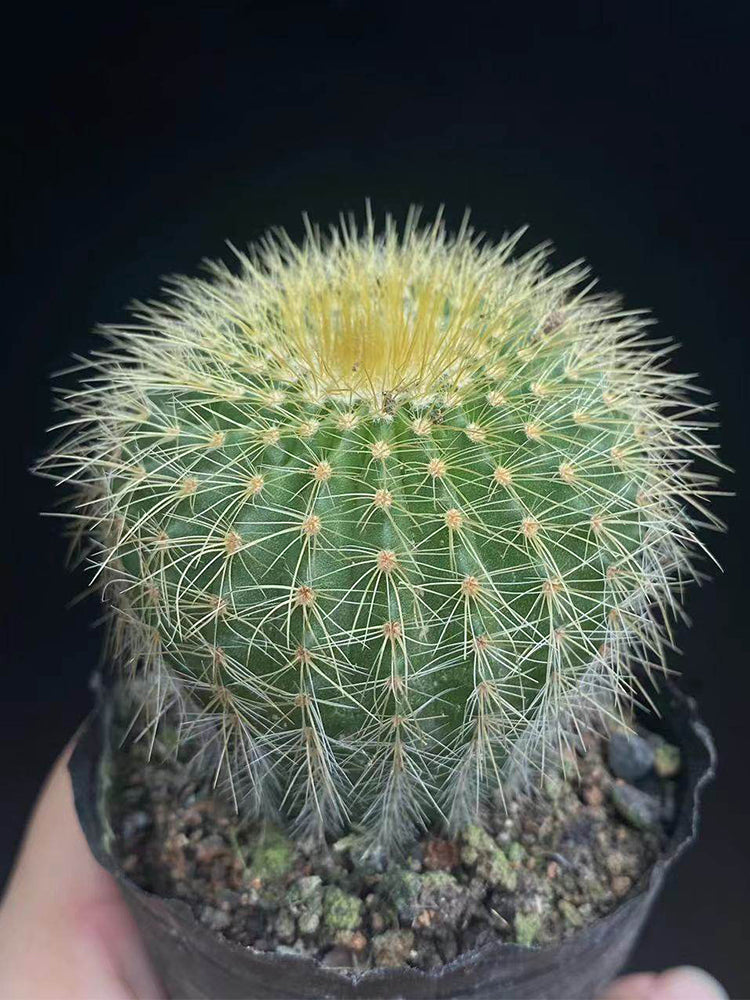 Parodia schumanniana