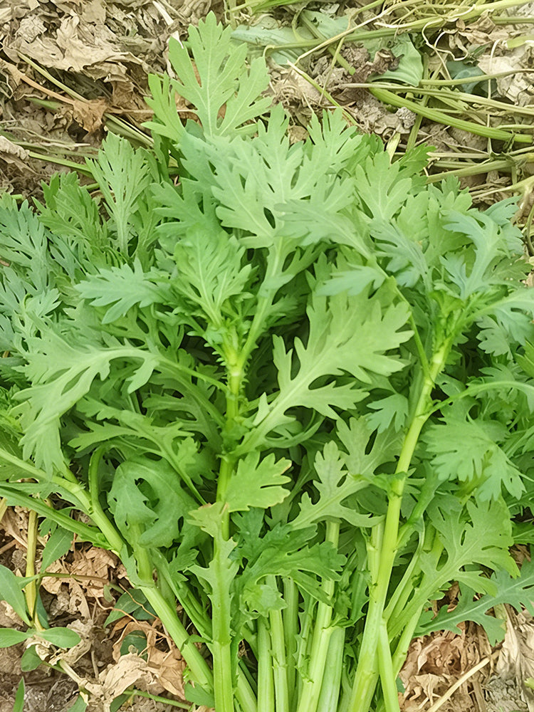 Jiemei Xiangju Garland Chrysanthemum