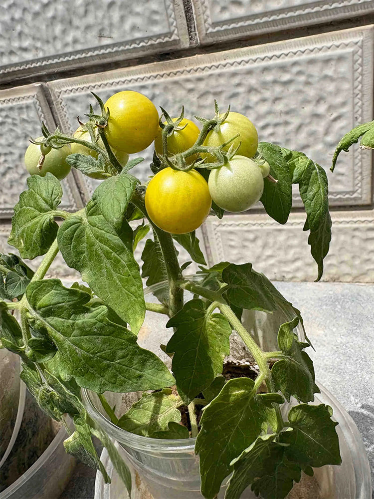 Dwarf Yellow Potted Cherry Tomato