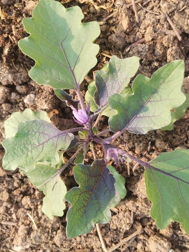 'Heiguiren' Long Eggplant
