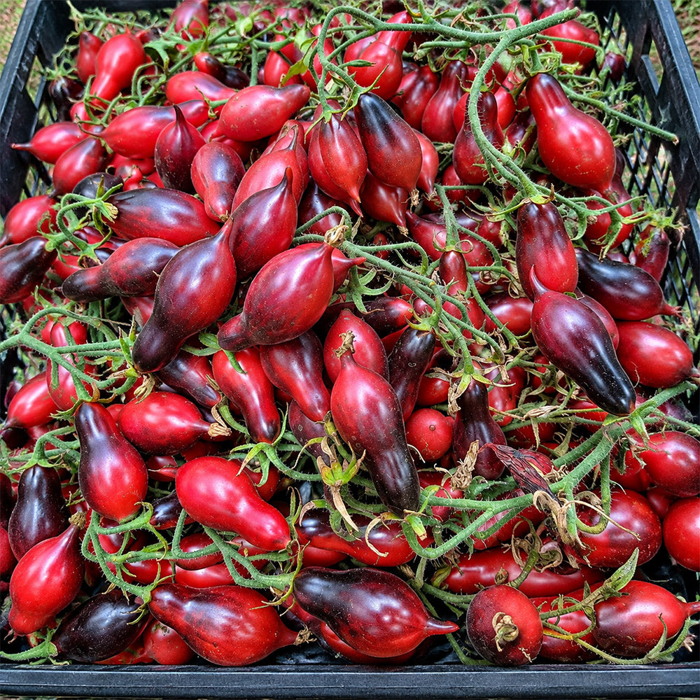 130 Kumquat Pink Opal Tomato
