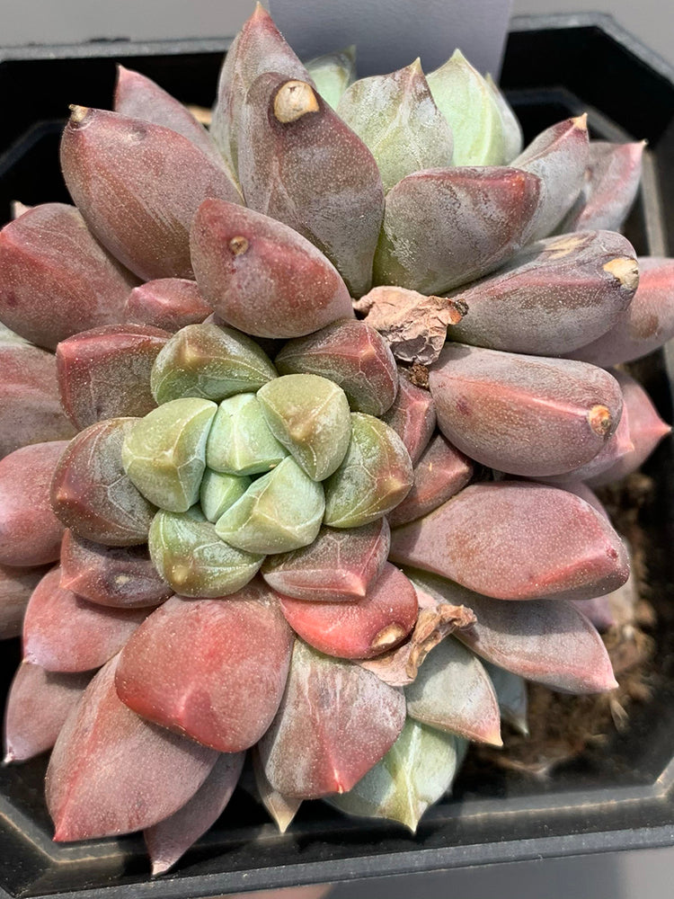 Echeveria cv. 'Illusion'