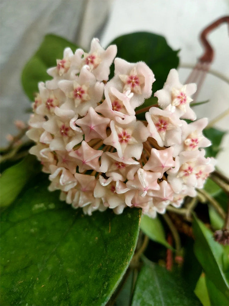 Hoya Jianfenglingensis Unrooted Stem Cuttings
