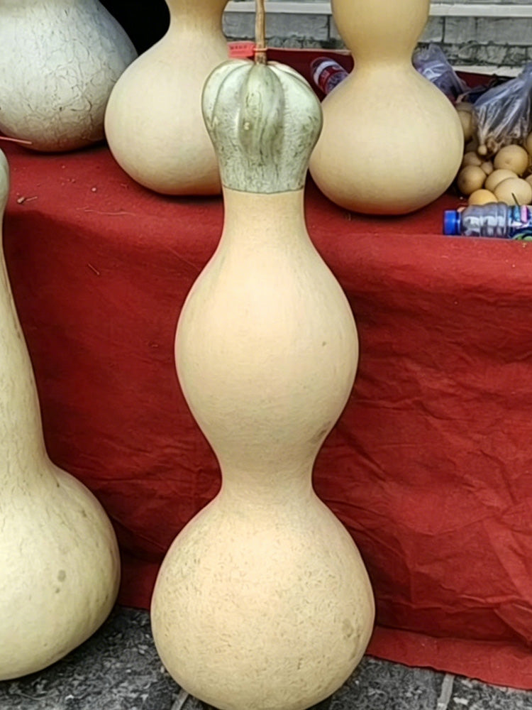 Slender-waisted lotus-head gourd