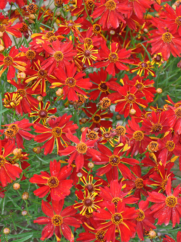 Red Plains Coreopsis