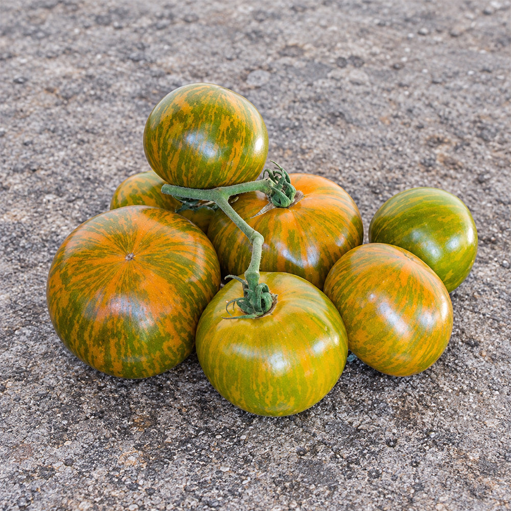 412 Dwarf Jeremy's Stripes Tomato