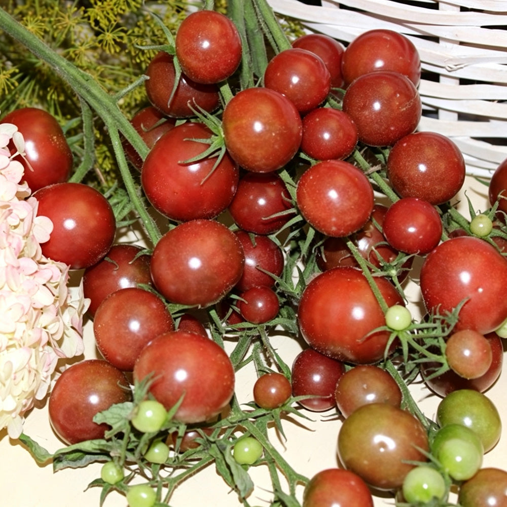 610 Reinhard Kraft's Purple Sugar Cherry Tomato