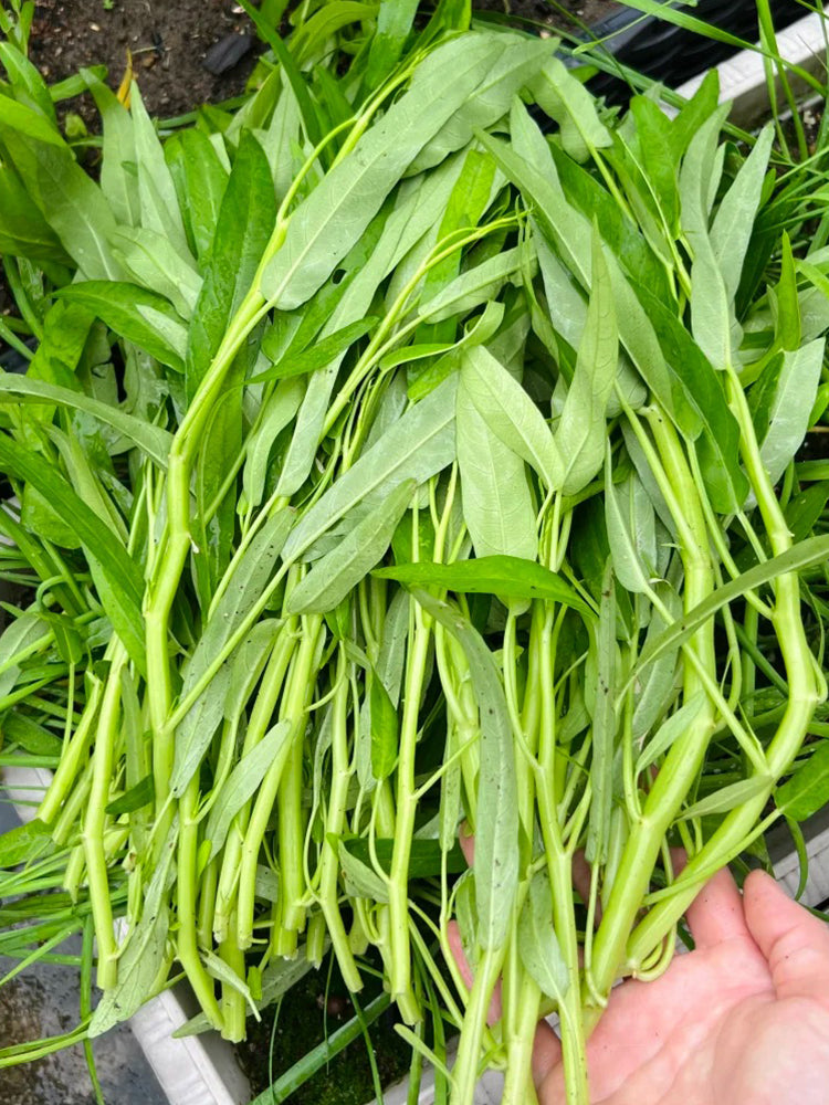morning glory water spinach seeds Bellfarm® Meifeng No.1 Water Spinach Seeds – MUCIAKIE