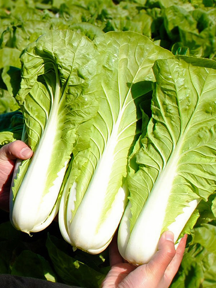 'Jiemei' Fast-growing Bok Choy