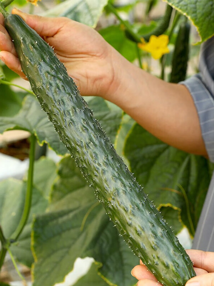 'Fuyang No.2' F1 Cucumbers (Cucumis sativus)