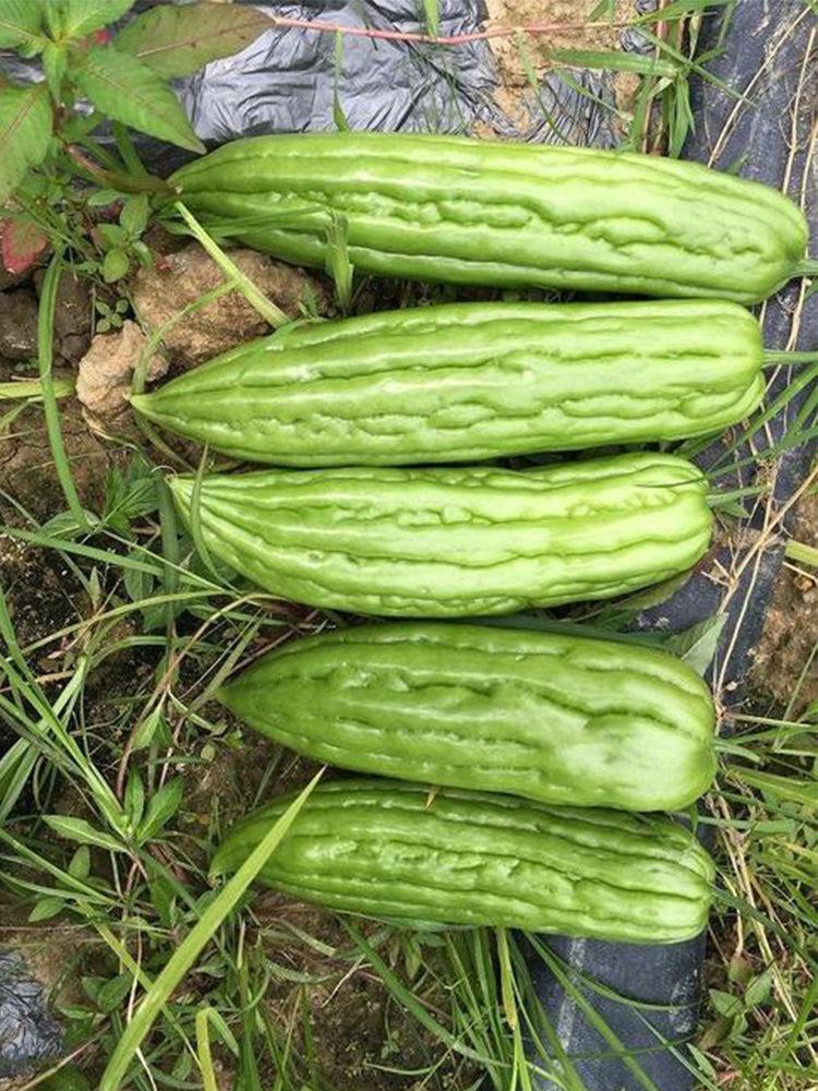 'Xinjinxiu No.12' Bitter Melon