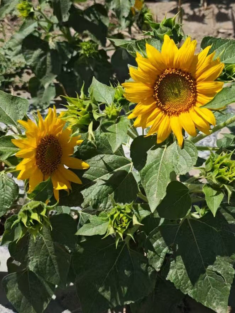'Smiling Face' Ornamental Sunflower