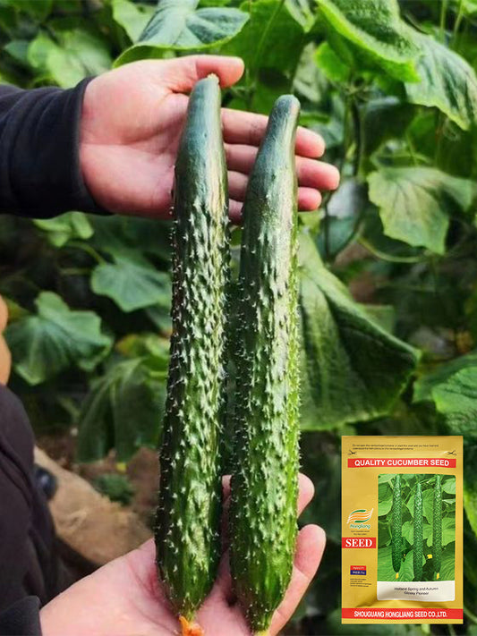 'Holland Spring-Autumn Shiny Pioneer' F1 Cucumbers