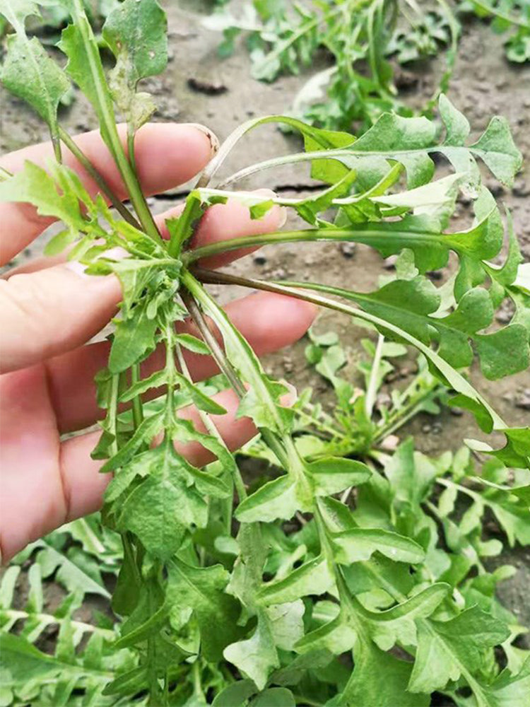 Broad-leaved Shepherd's Purse