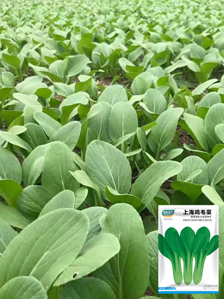 Shanghai Green