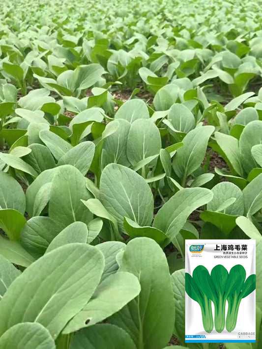 Shanghai Green