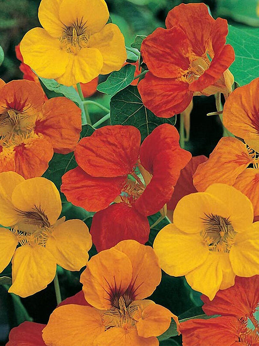Aurora Nasturtium Mix (Tropaeolum majus)
