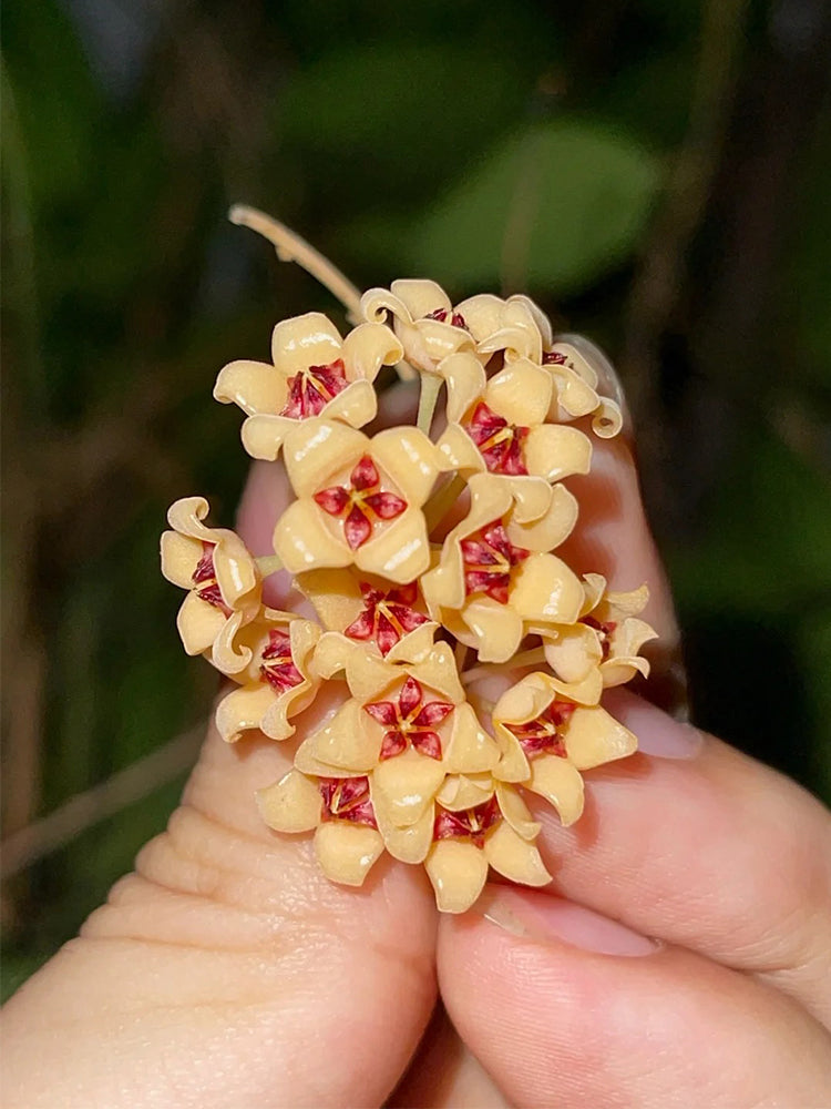 Hoya cutis-Porcelana Unrooted Stem Cuttings