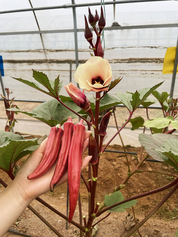 Fruit Red Okra