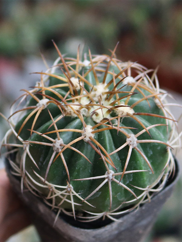 Melocactus azureus