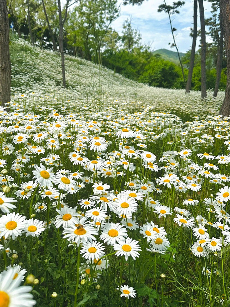 Shasta Daisy