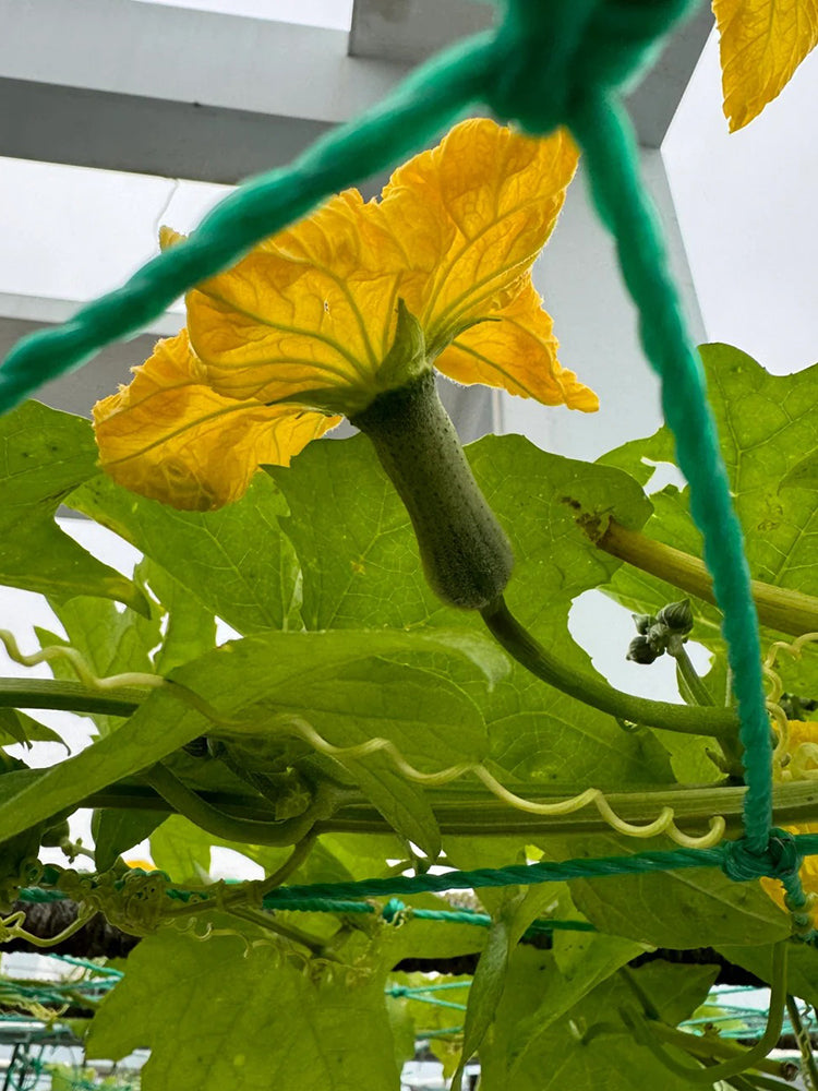 Chunyi Luffa