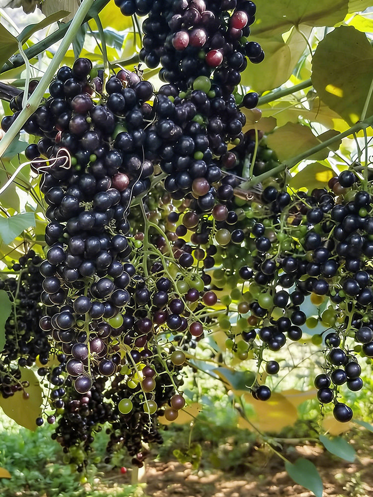 Mountain Grape