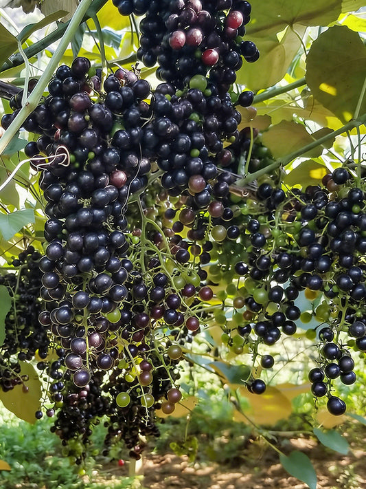 Mountain Grape