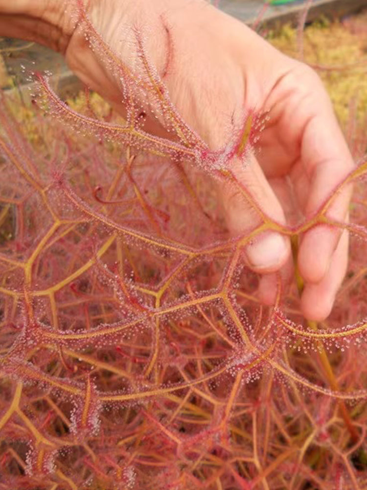 Fresh Drosera Seeds, Mixed