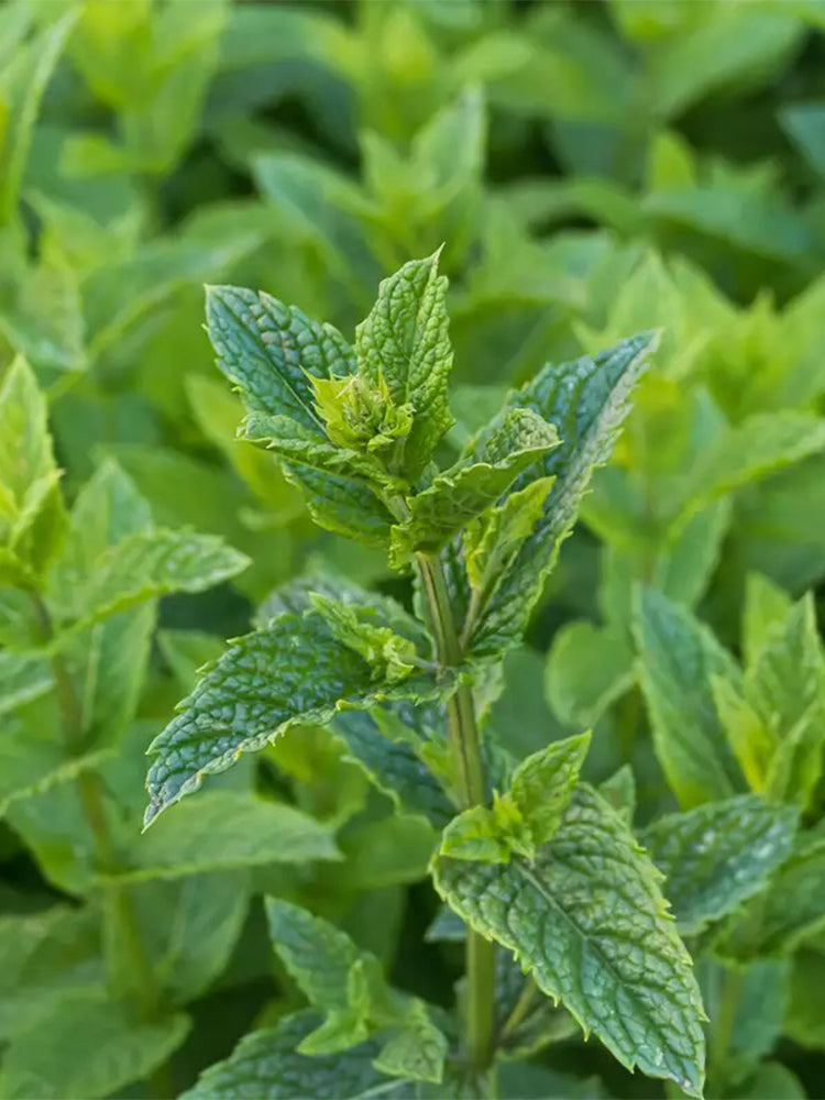Spearmint Mint