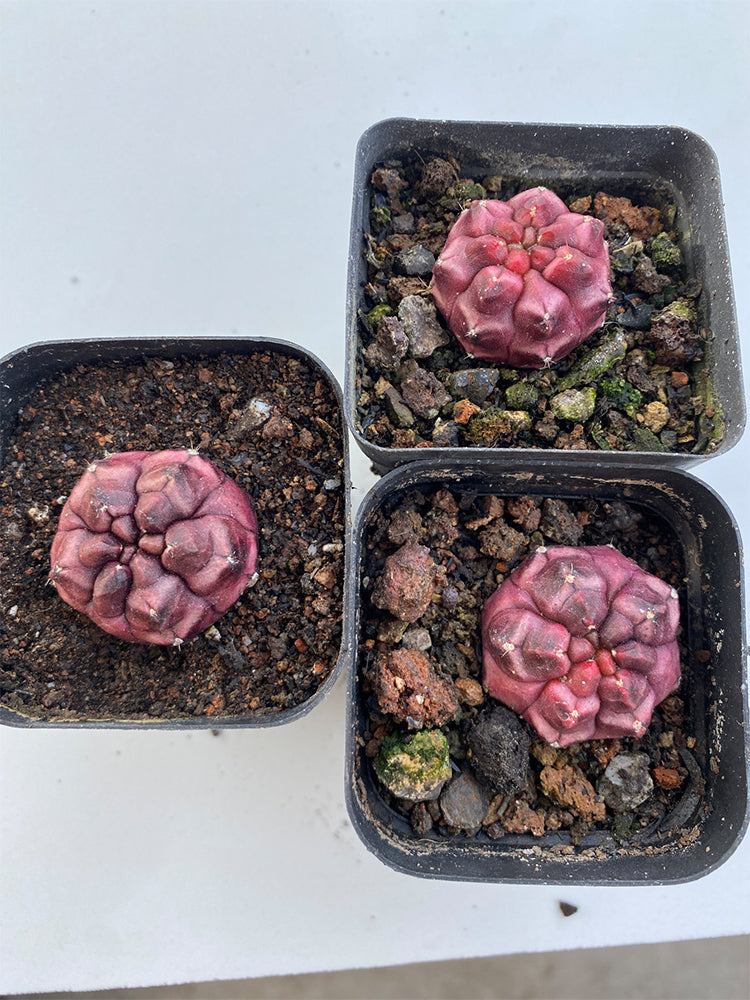 Gymnocalycium mihanovichii 'Day Dream'