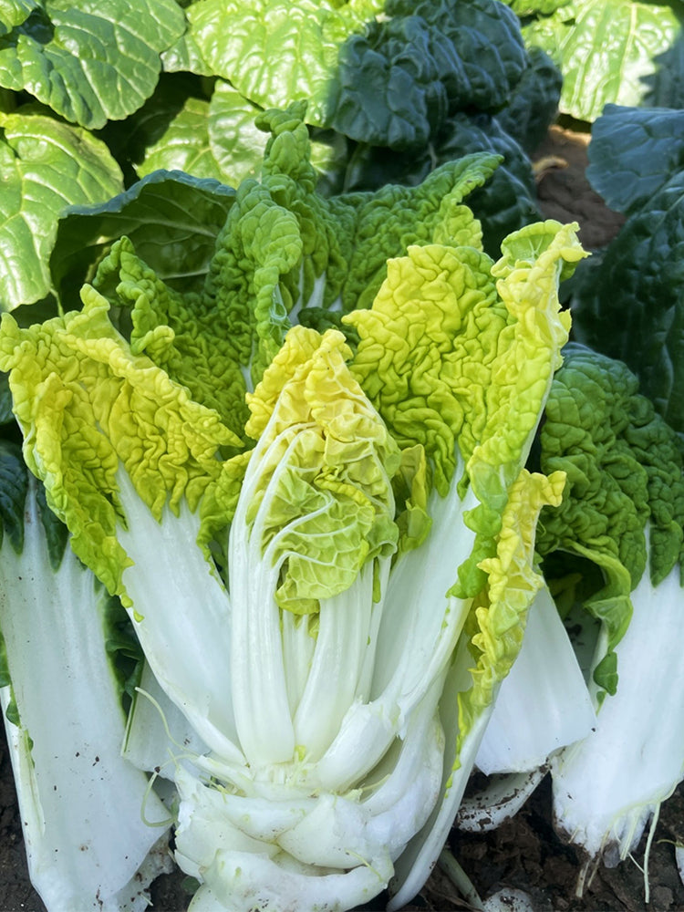 Yellow-Heart Wuta Cai