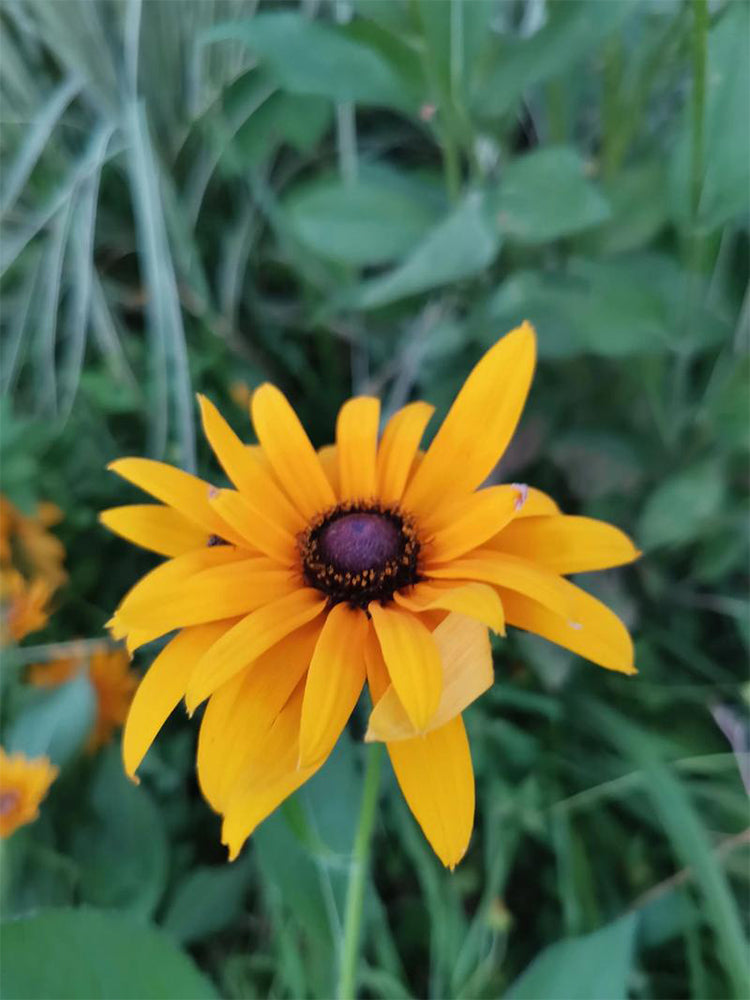 Hezhichun Dwarf Black-eyed Susan