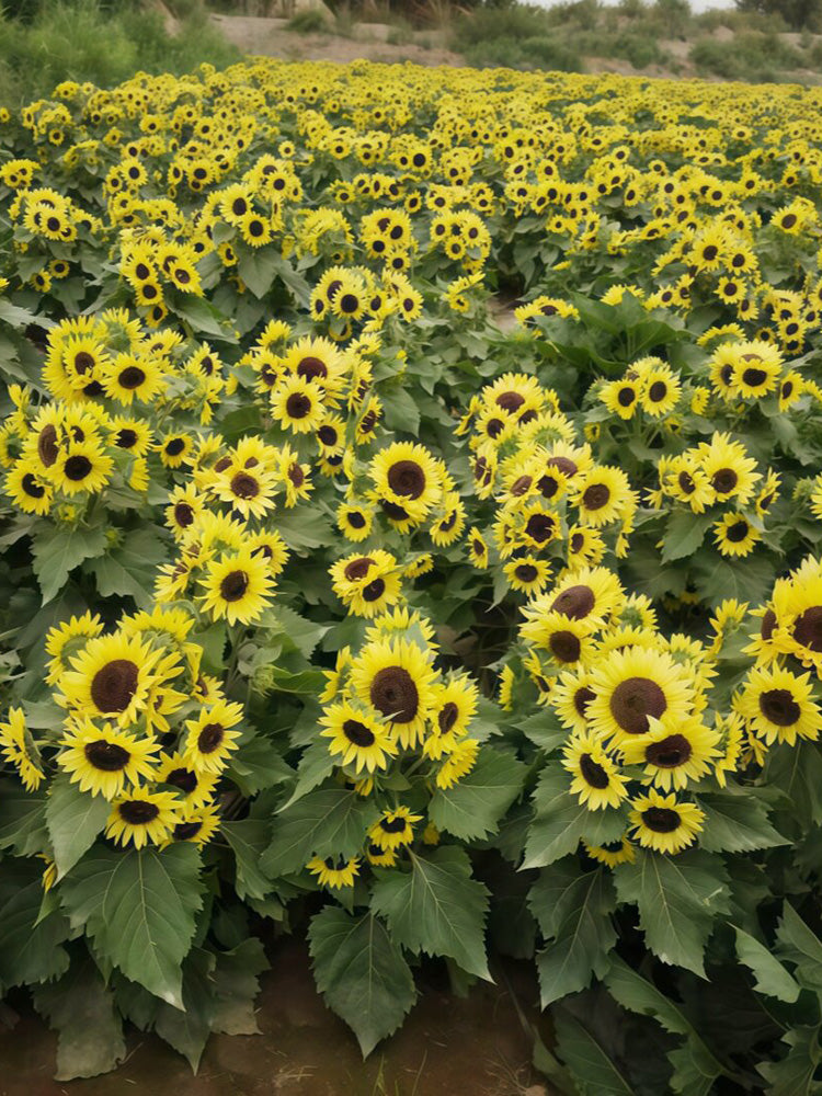 Duotou Nuanyang Sunflower