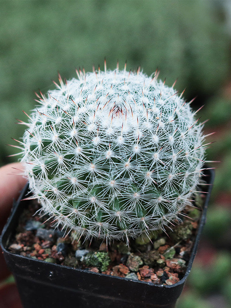 Mammillaria hahniana