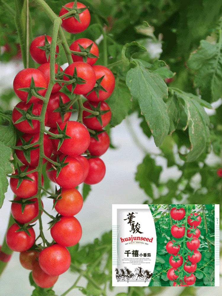 ‘Millennium’ Cherry Tomatoes