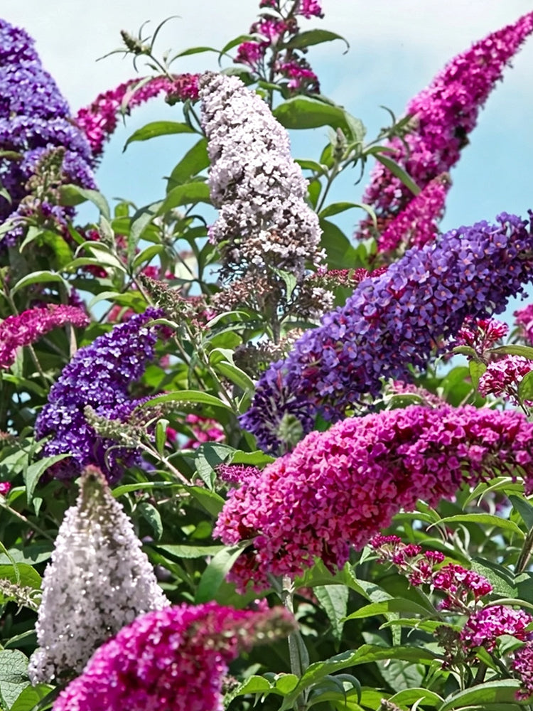 Mixed Butterfly Bush