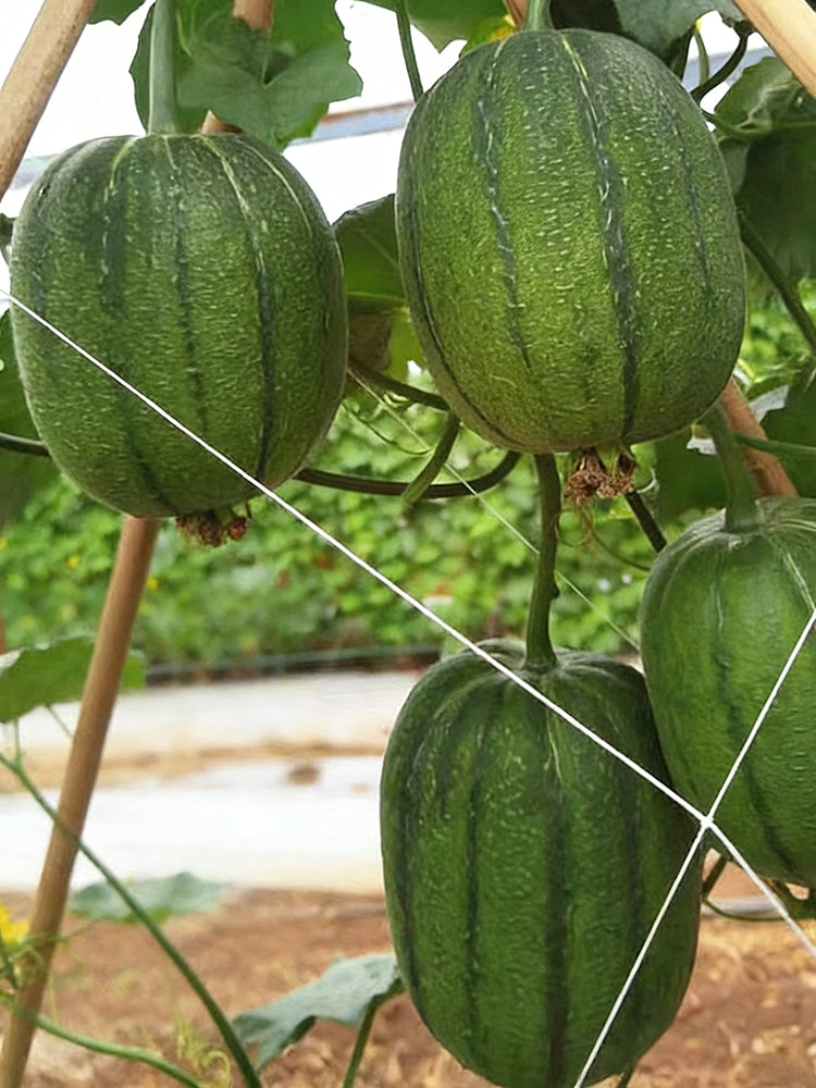 Taifeng No. 1 Apple Luffa