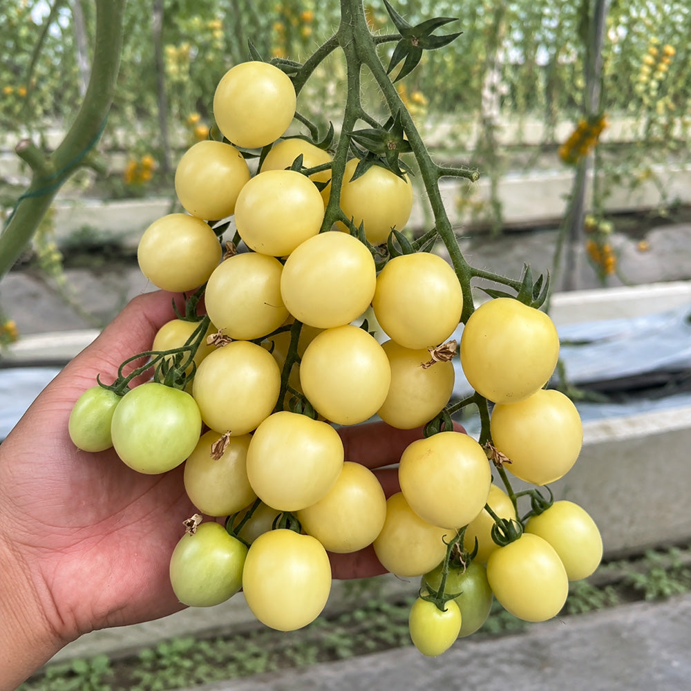 W1310 Yueluxiang F1 White Cherry Tomato