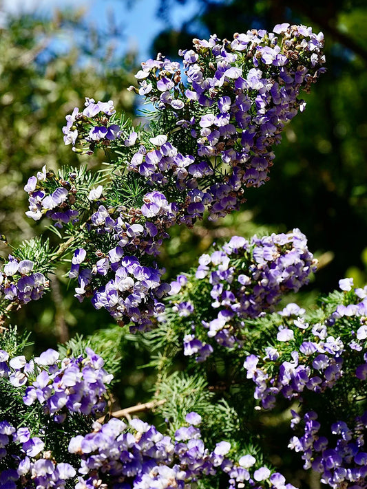 Feather-leaved Psoralea