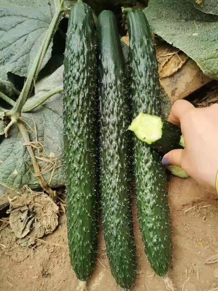 Fuyang Spiny Cucumbers