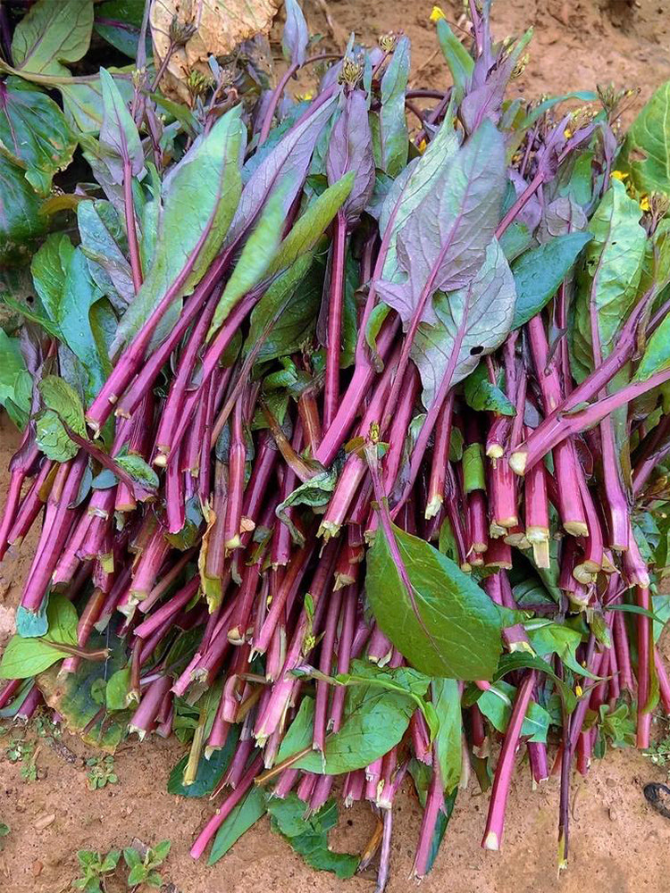 'Bright Red 65' Flowering Stalk