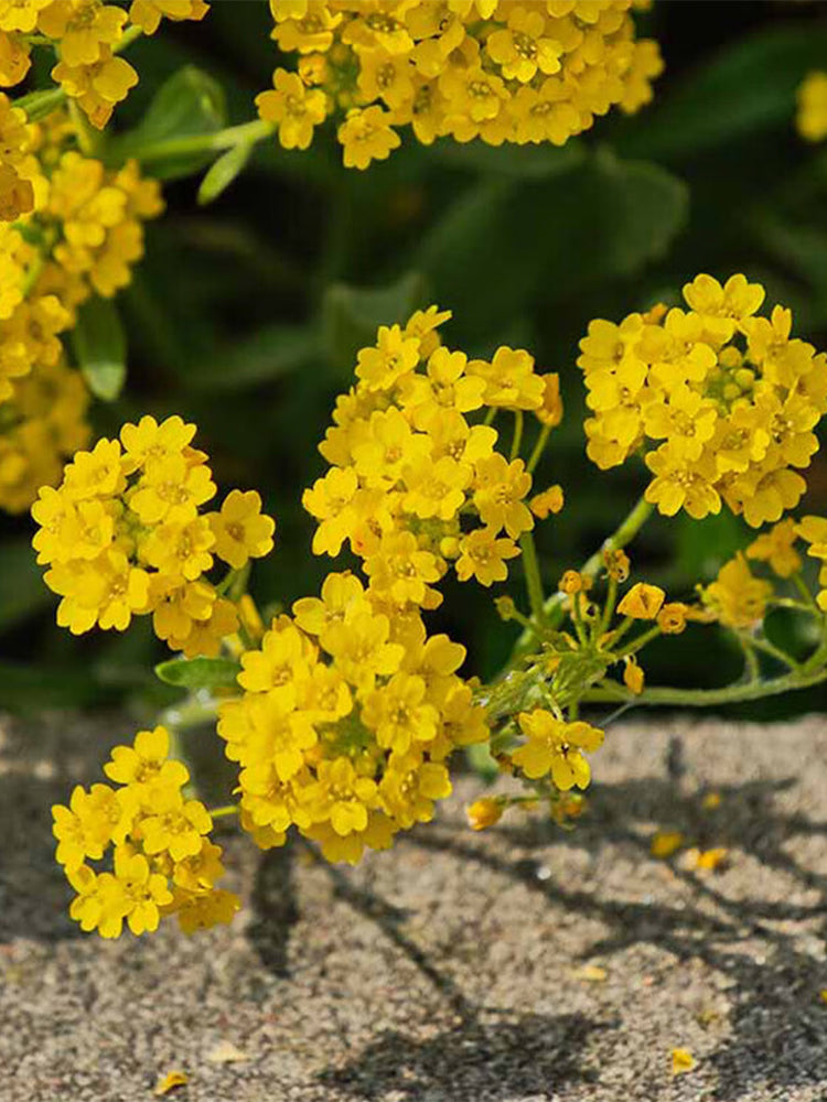 Mountain Alyssum