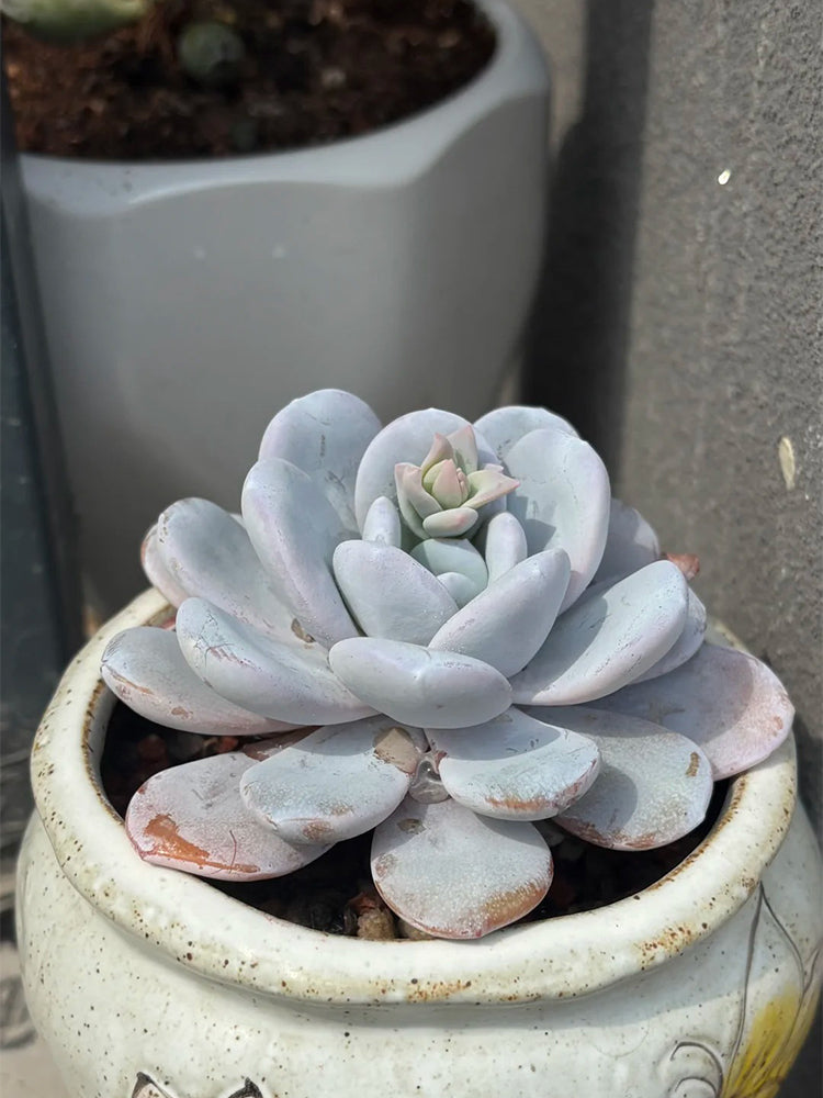 Echeveria laui